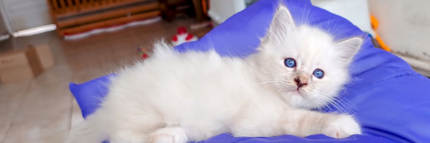 ⿻ ♡ 🇦🇷 ᗩᒪᗰᗩ-ᗰᎥᗩ 🇦🇷 ♡ ⭐️⭐️⭐️ banner