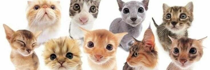 FelineLovely's profile banner image