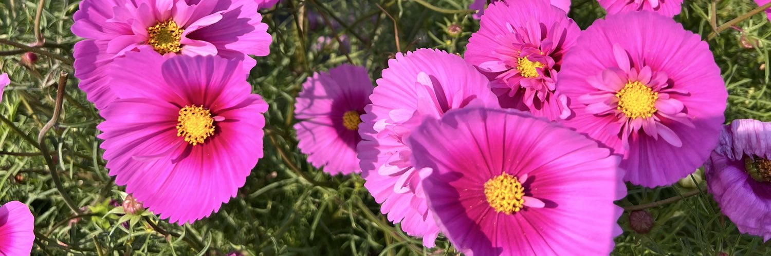 Jonathan Sheppard banner