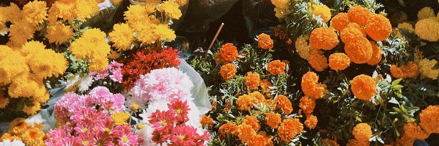 amayranifp's profile banner image