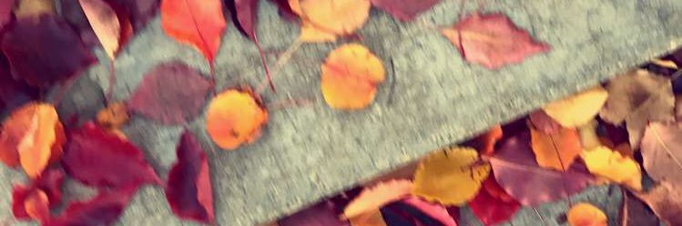 lillydavis2000's profile banner image