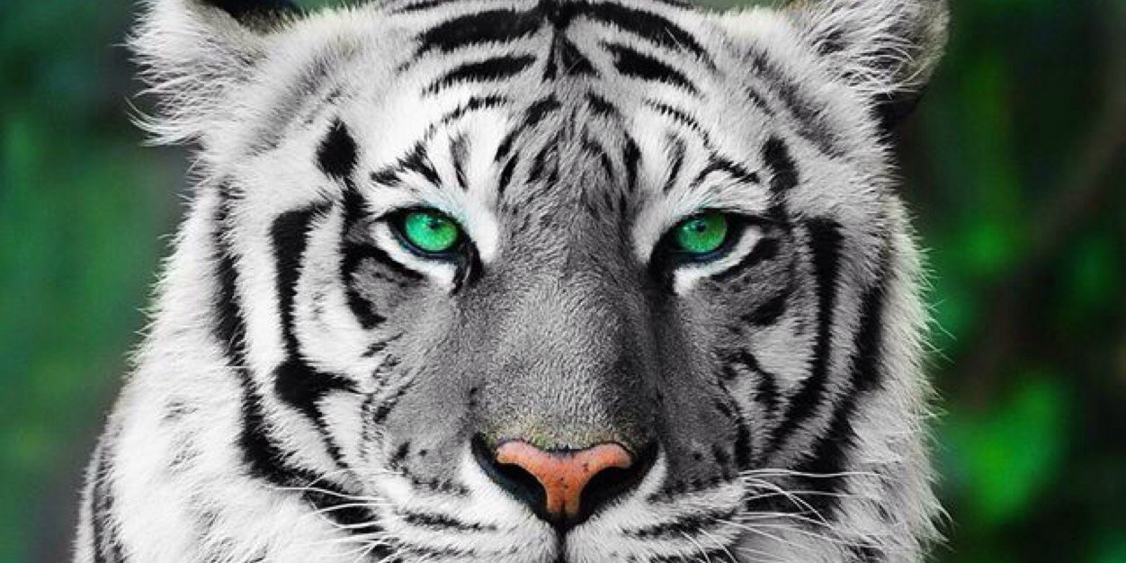 debbie_valentin's profile banner image