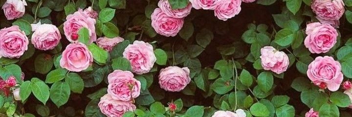 fannywinataa's profile banner image