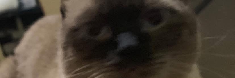 mika ダイメ ♡ banner