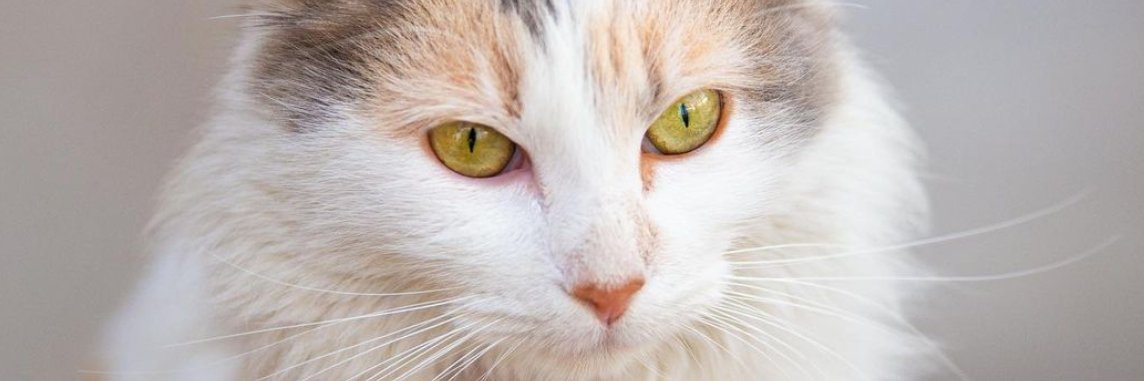 catahorma's profile banner image