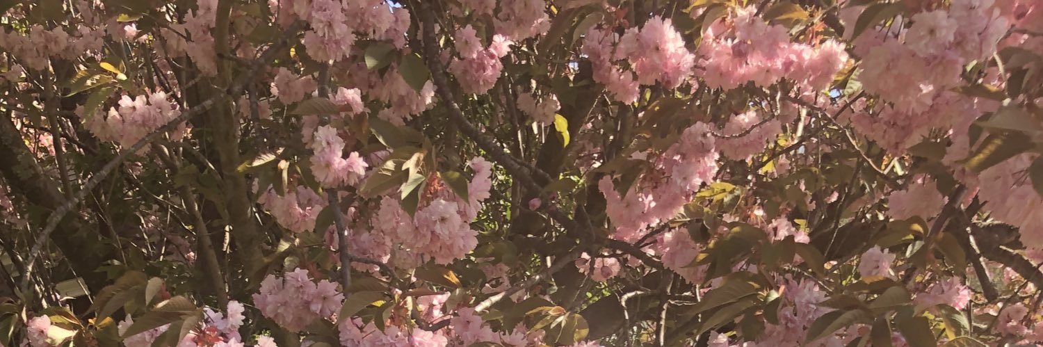 bangerbrady's profile banner image