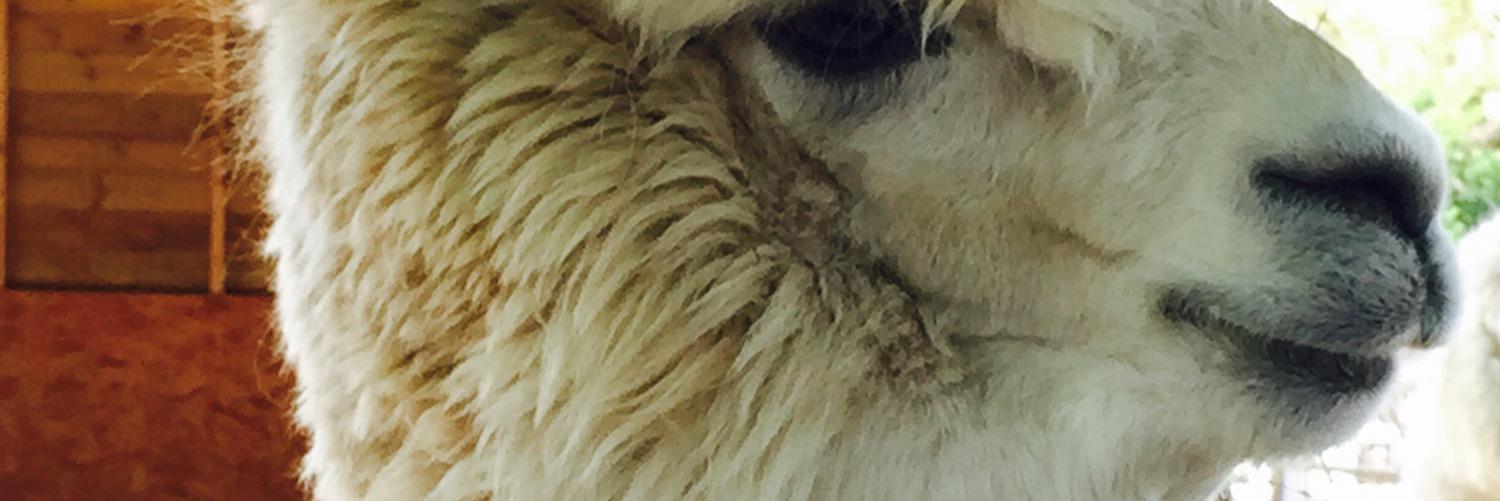 wishina's profile banner image