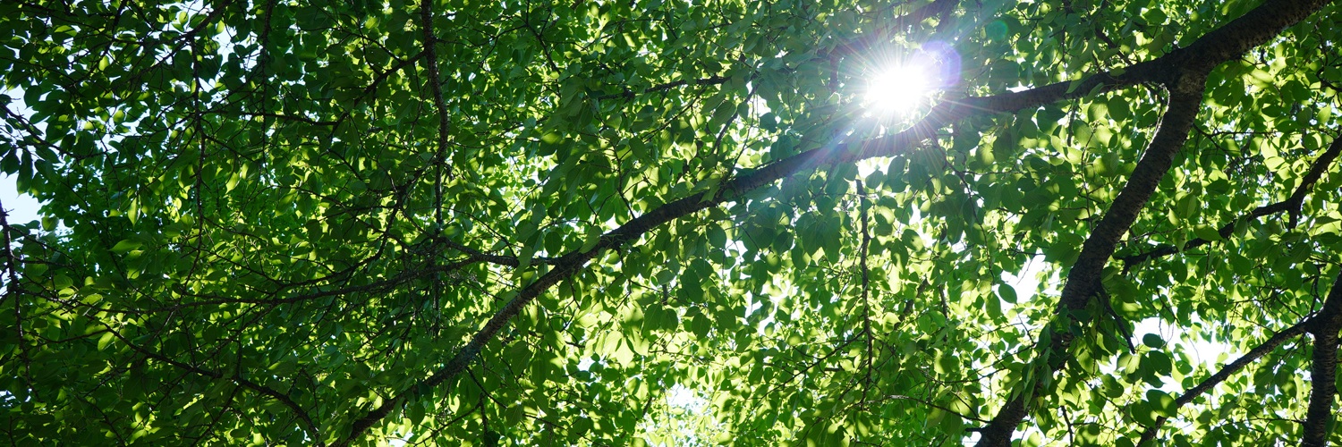 鰐梨（わになし𝕏）💡 banner