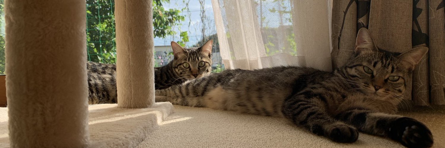 まろた🐱🐱 banner