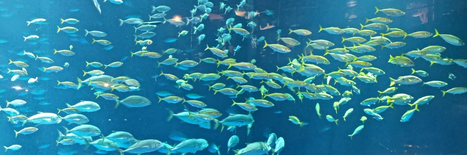 かもぴて kamopite ( KAZU-TAKA ) with PIPI ぴぴ banner