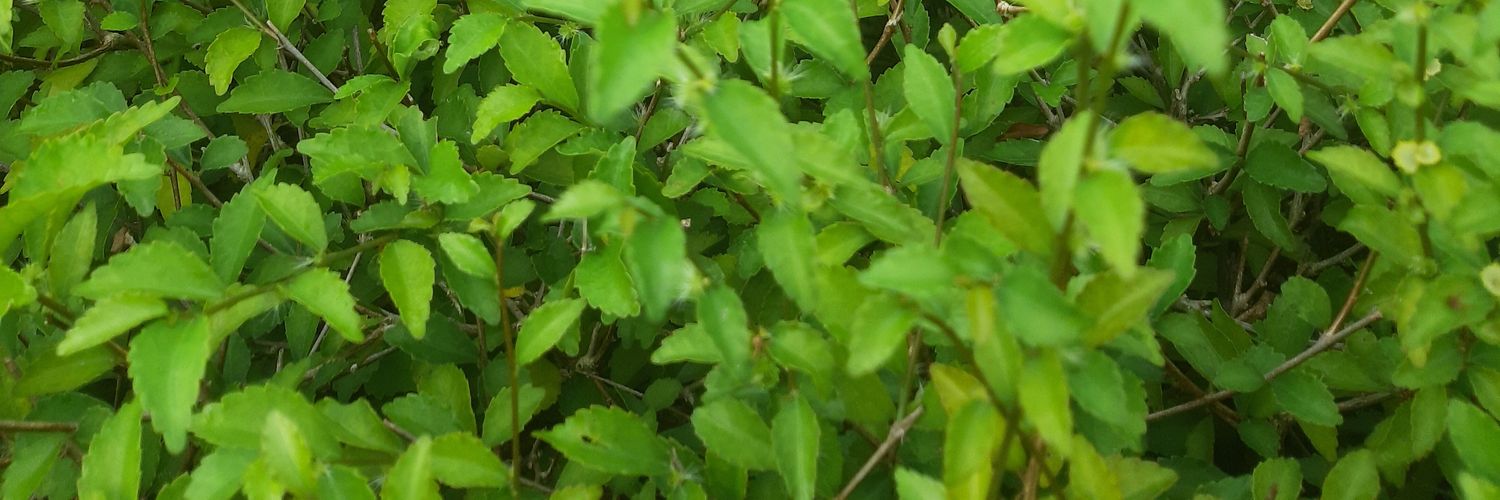 christsw's profile banner image