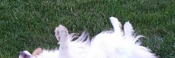 pappup's profile banner image