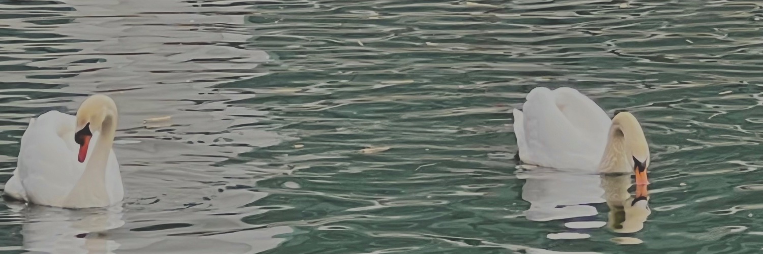 Jvllybean's profile banner image
