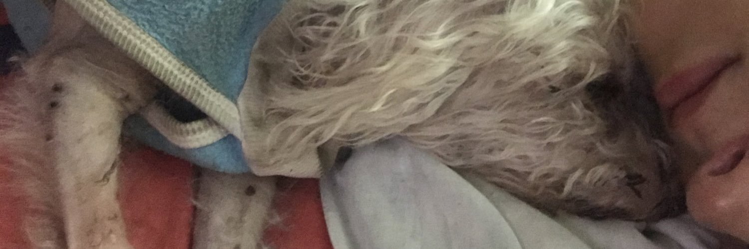 soolfeistel's profile banner image