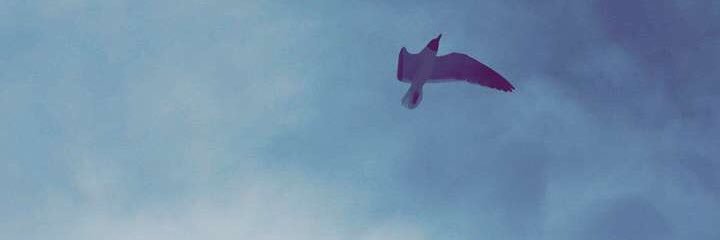 bwendt_where's profile banner image
