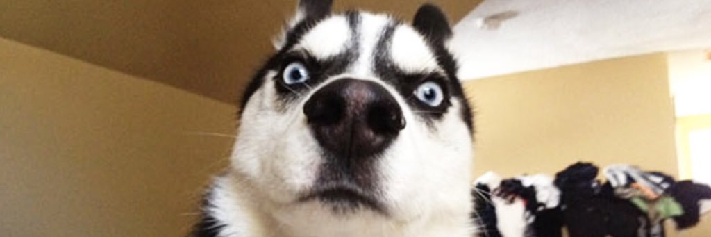 stuffpetsdo's profile banner image