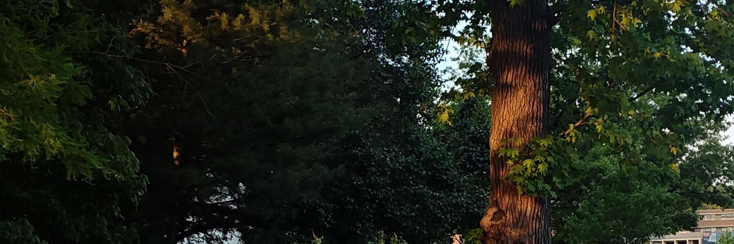 dedariaboi's profile banner image