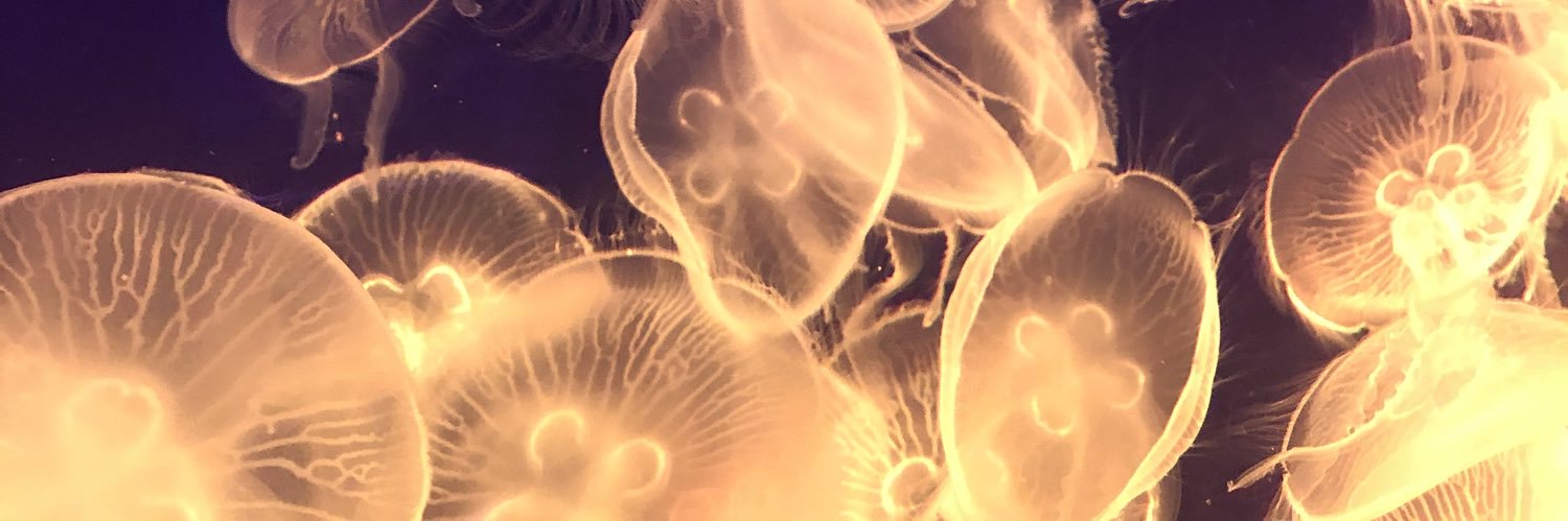 TabbyyN's profile banner image