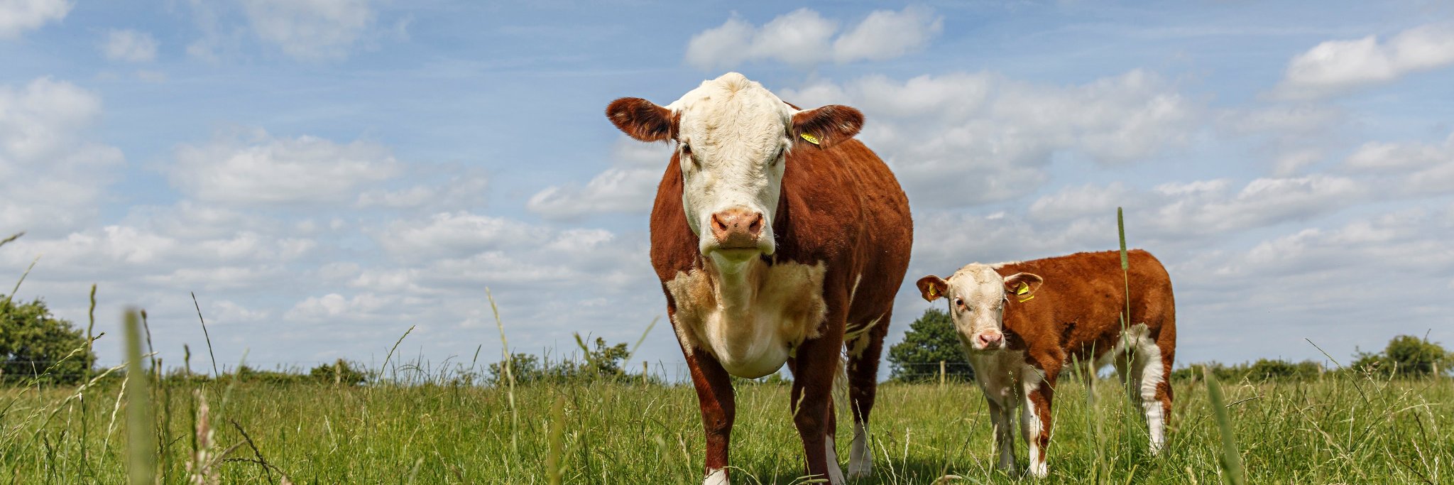 Diary of a Country Girl banner