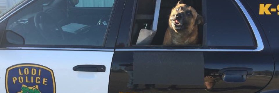 LodiPD_K9's profile banner image