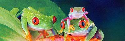 Rosemary Martos banner