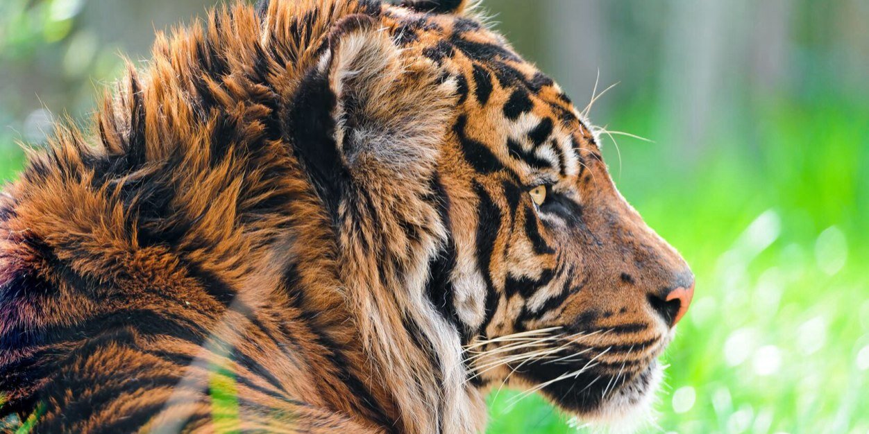 WisnuAgastya's profile banner image