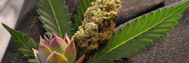 Kushpromotions banner