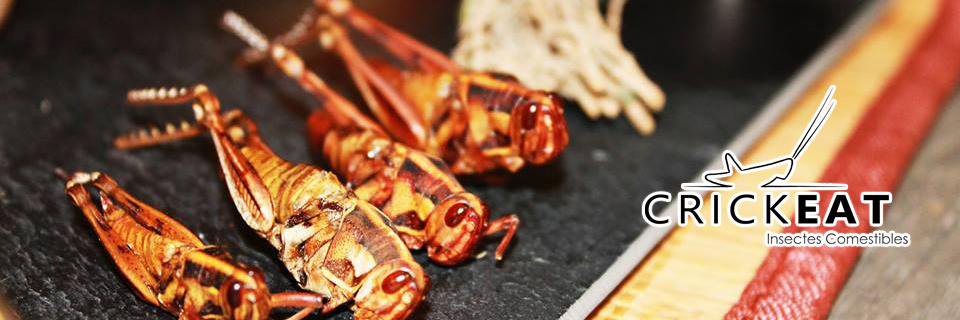 CRICKEAT_'s profile banner image