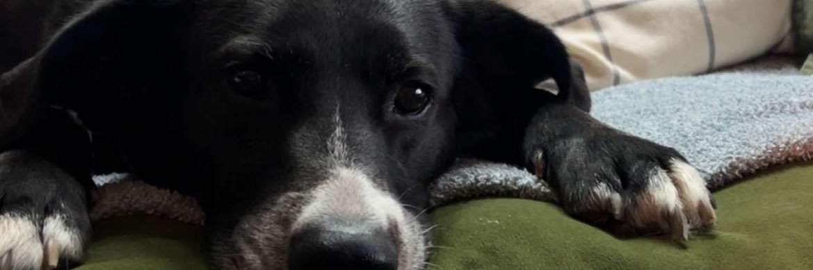 DaelynStanton32's profile banner image