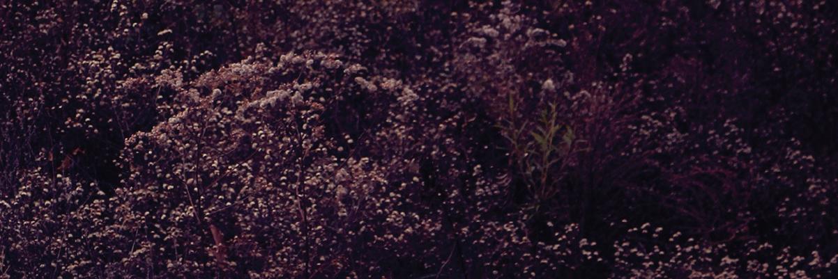 53rd State Press banner