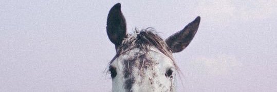 floraemolina's profile banner image