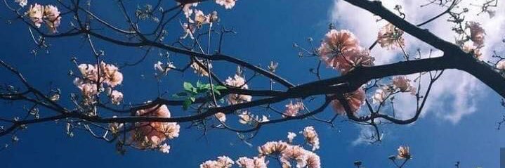 RashaHadidi's profile banner image