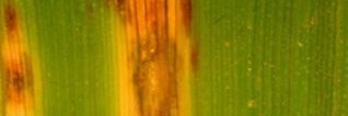 drfaisalsfateh's profile banner image