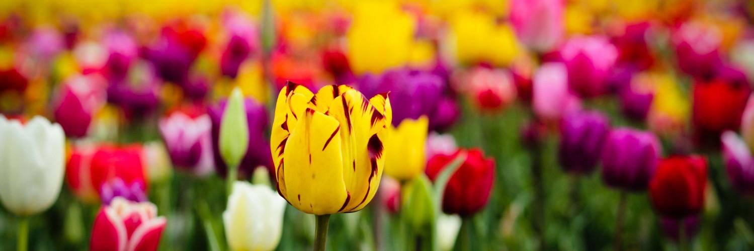 FlowerPics banner
