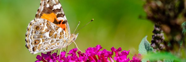 shawan_c Profile Banner