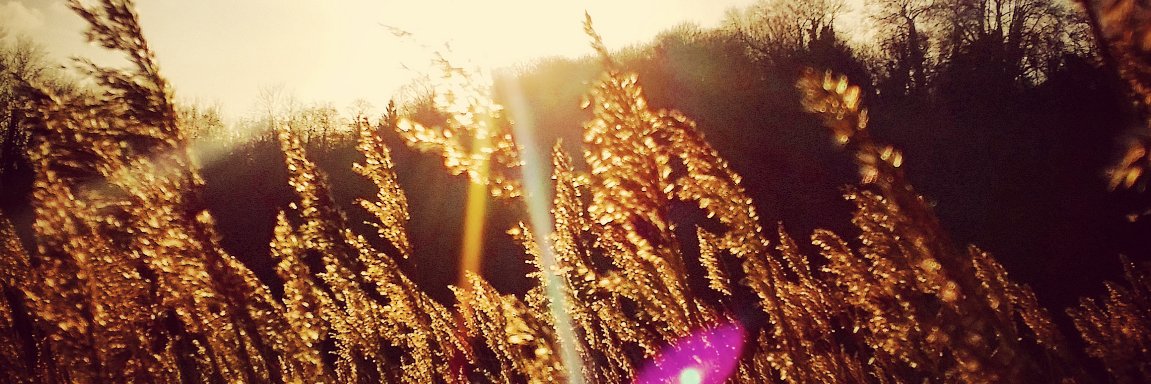 forgottenfinds's profile banner image