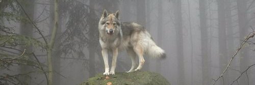 silverwolfcc's profile banner image