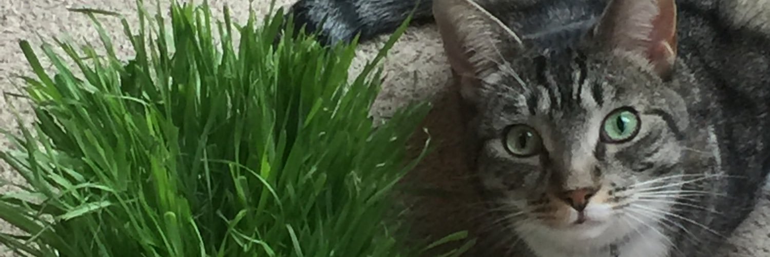 Loulou ❌ banner