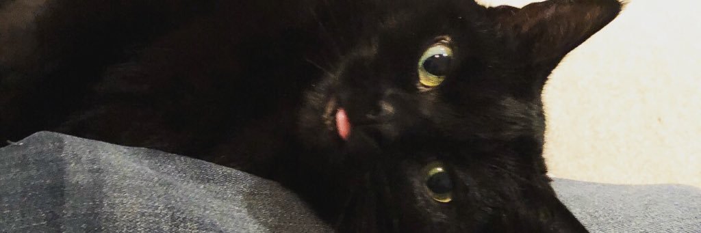 Hashtagpuppies's profile banner image