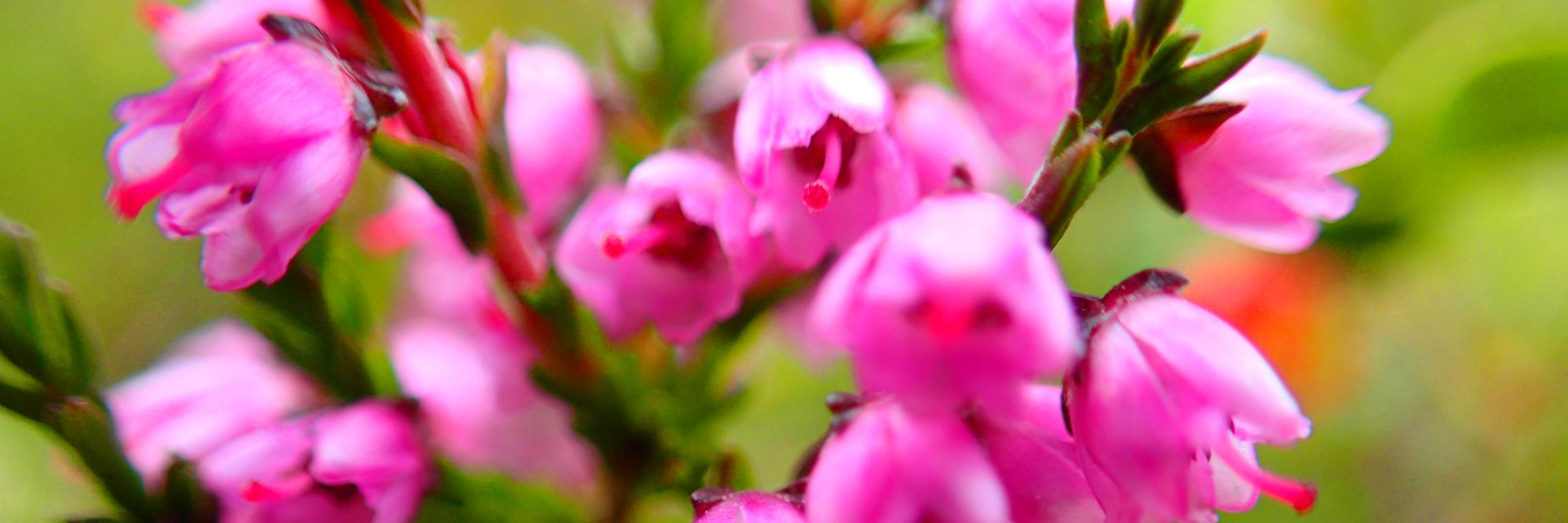 Annette Oertle banner