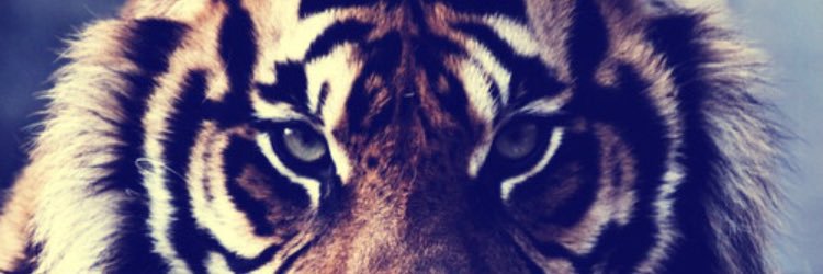 beetulkose's profile banner image