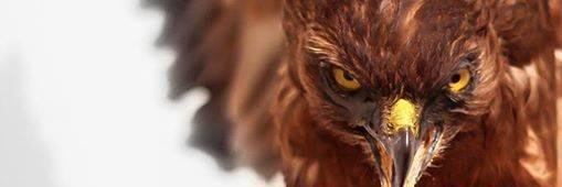 Chris Gallavin banner