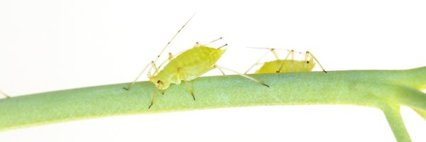 bugsbyblee Profile Banner