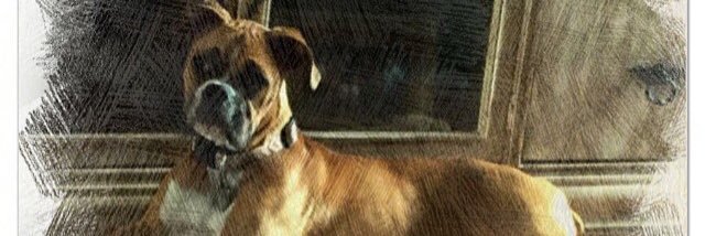 Zeva The Boxer banner