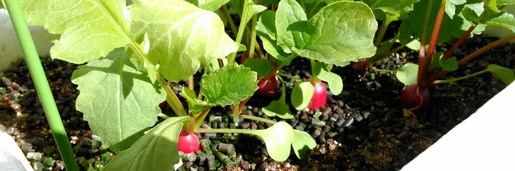 JOY_VEGE's profile banner image