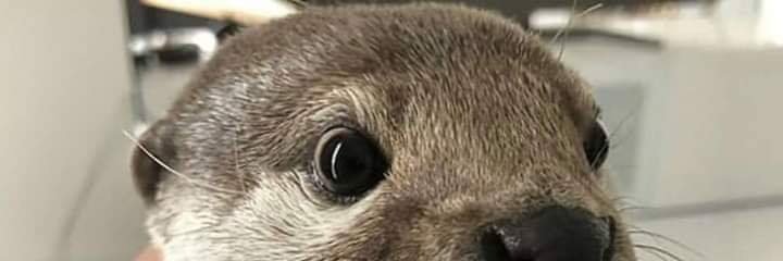 ericsonspring's profile banner image