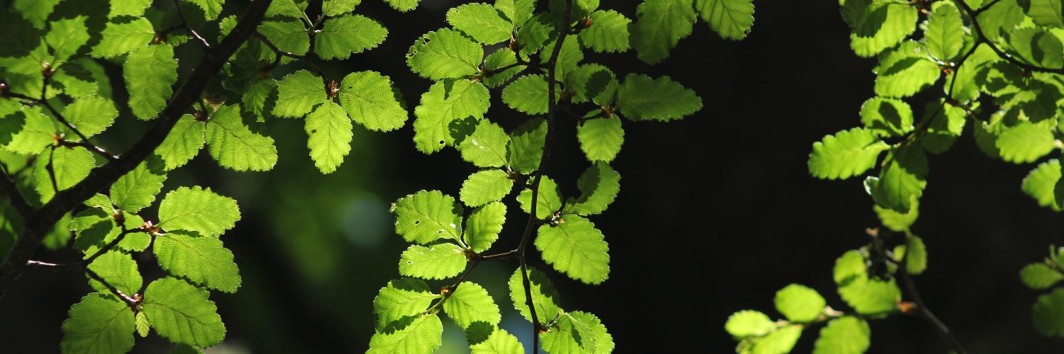 Mariana Chiuffo banner