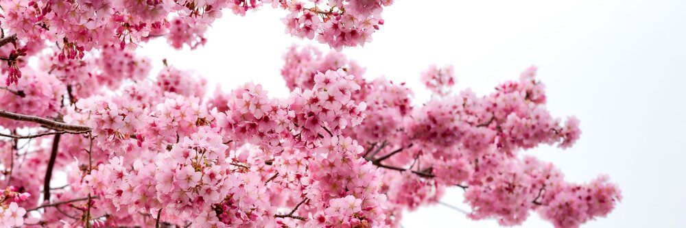silkprincess_'s profile banner image