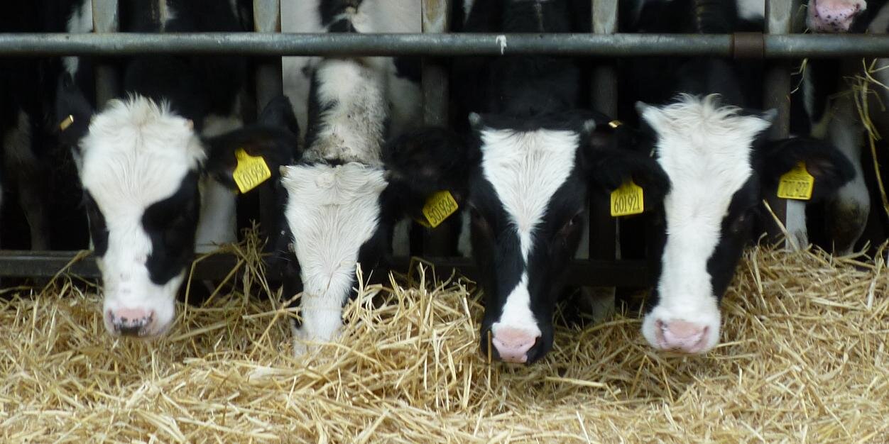 St Davids Farm Vets banner