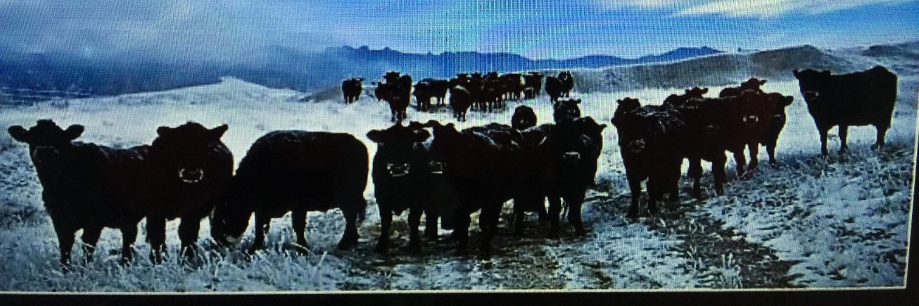 Lambx's profile banner image